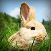 /album/leftfillcrafpo/photolia-a03-jpg/